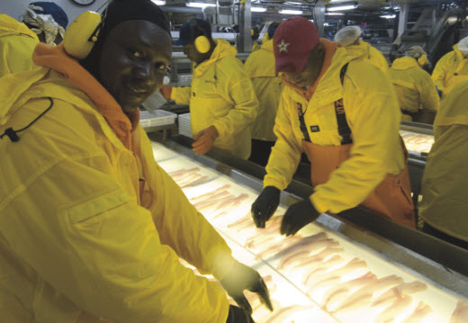 American Seafoods processors check the quality of fillets